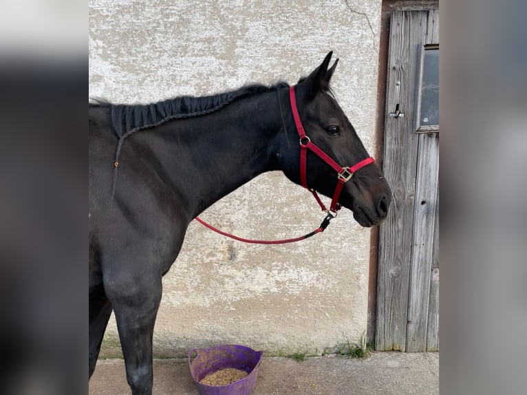 Trotteur allemand Jument 12 Ans 155 cm Bai brun in Waging am See