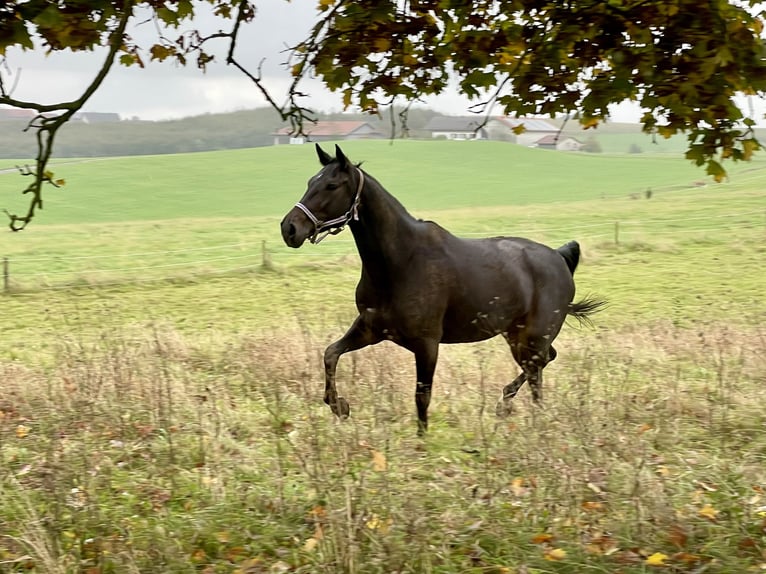 Trotteur allemand Jument 12 Ans 155 cm Bai brun in Waging am See
