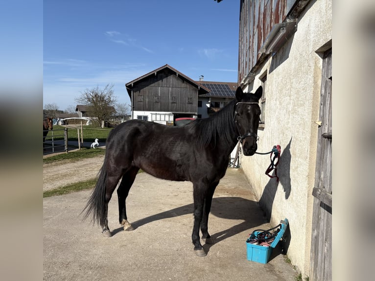 Trotteur allemand Jument 12 Ans 155 cm Bai brun in Waging am See