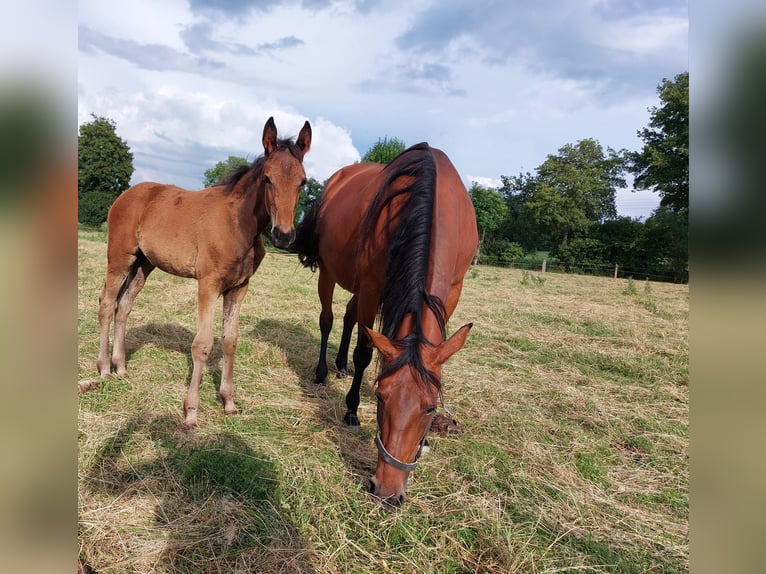 Trotteur allemand Jument 12 Ans 160 cm Bai in Havelberg