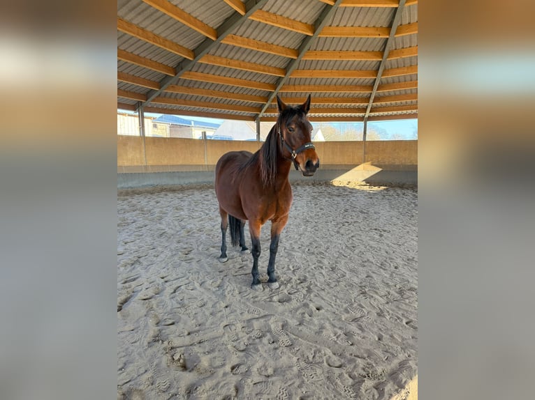 Trotteur allemand Jument 12 Ans 165 cm Bai in Stahnsdorf