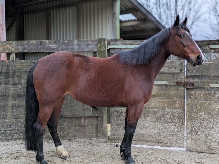 Trotteur allemand Jument 13 Ans 160 cm Bai in Engelskirchen