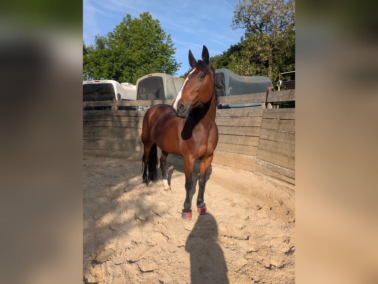 Trotteur allemand Jument 13 Ans 160 cm Bai in Engelskirchen