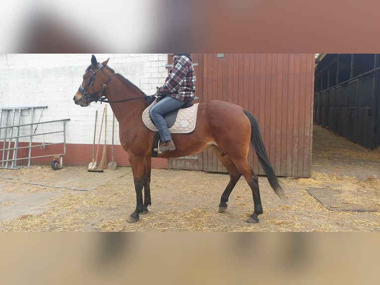 Trotteur allemand Jument 13 Ans 163 cm  in Tornesch