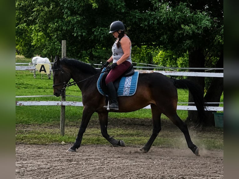 Trotteur allemand Jument 13 Ans Bai brun in Reisenberg