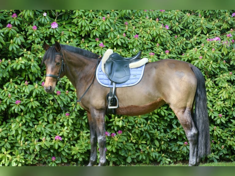 Trotteur allemand Jument 14 Ans 155 cm Bai in Verl