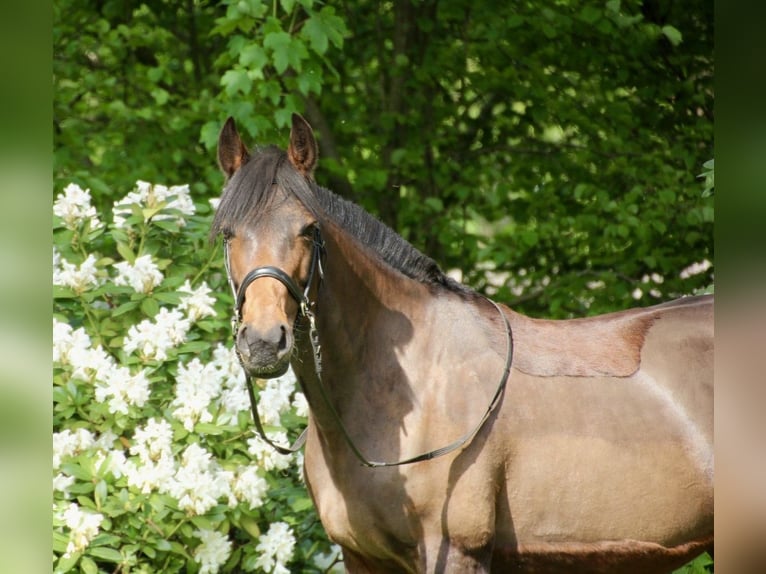Trotteur allemand Jument 14 Ans 155 cm Bai in Verl