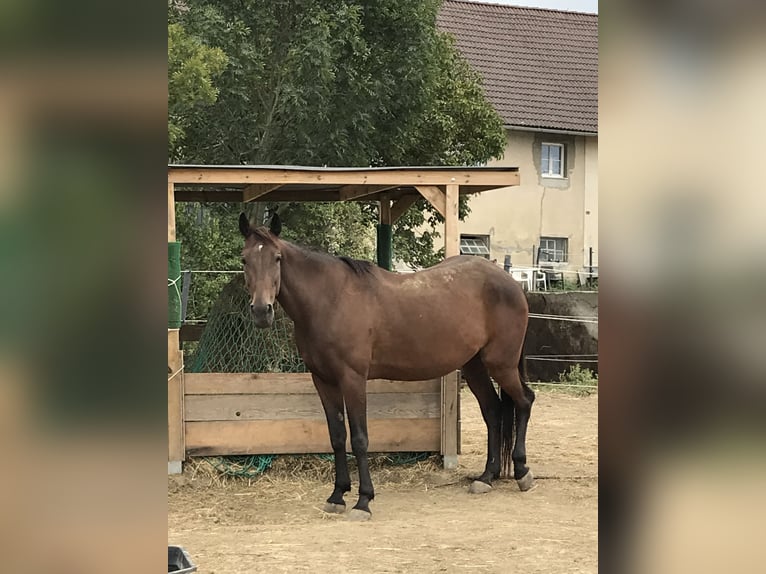 Trotteur allemand Jument 16 Ans 160 cm Bai in Ansfelden