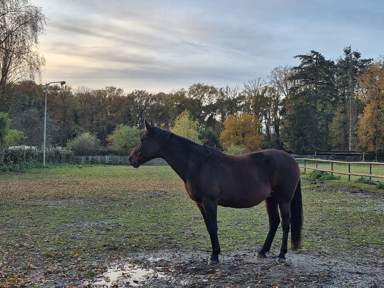Trotteur allemand Jument 16 Ans Bai in Schinveld