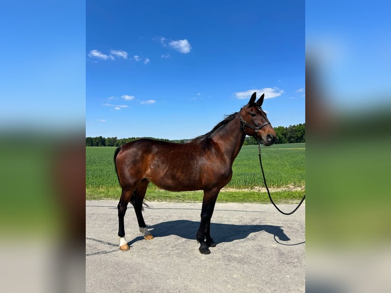Trotteur allemand Jument 17 Ans 164 cm Bai in Dietersburg
