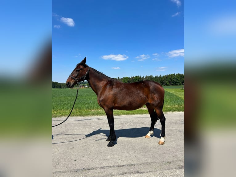Trotteur allemand Jument 17 Ans 164 cm Bai in Dietersburg
