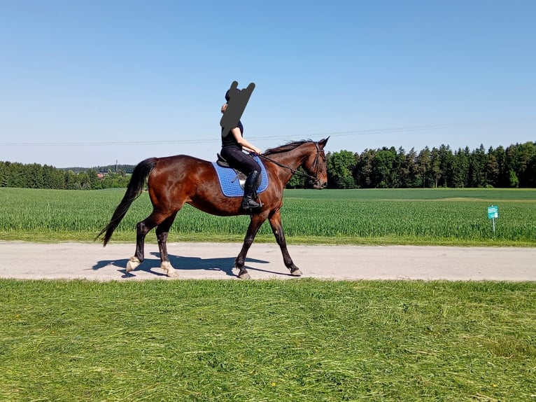 Trotteur allemand Jument 17 Ans 164 cm Bai in Dietersburg
