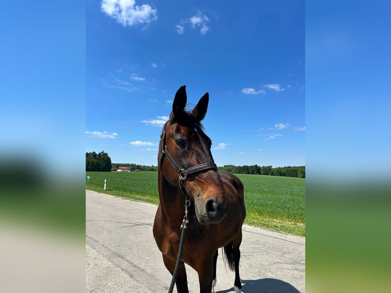 Trotteur allemand Jument 17 Ans 164 cm Bai in Dietersburg