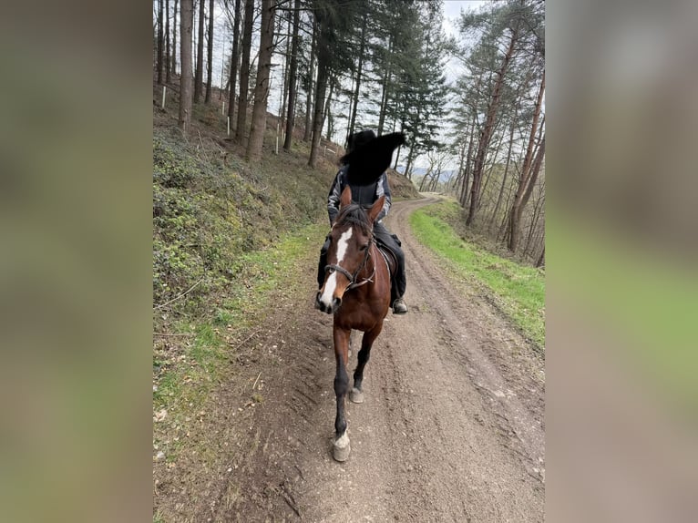 Trotteur allemand Jument 17 Ans 165 cm Bai in Bad Ems