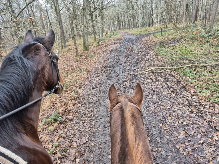 Trotteur allemand Jument 17 Ans  in Schinveld