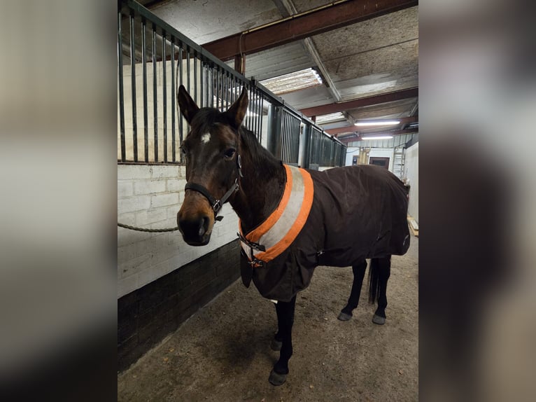 Trotteur allemand Jument 17 Ans  in Schinveld
