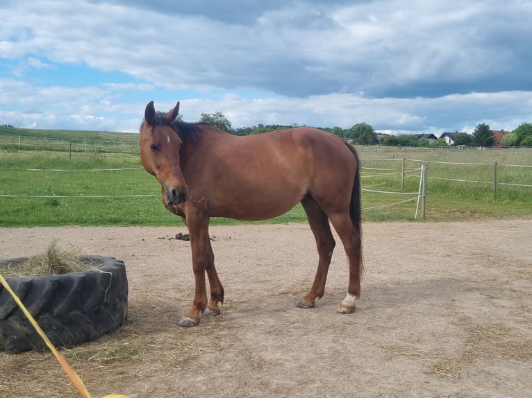 Trotteur allemand Jument 18 Ans 160 cm Alezan brûlé in Laubach