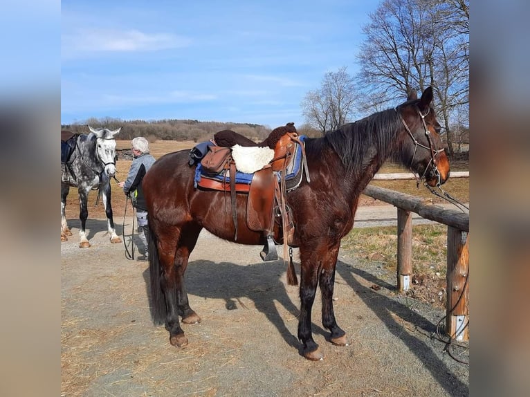 Trotteur allemand Jument 18 Ans 160 cm Bai in Wehr