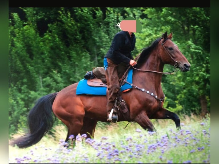 Trotteur allemand Jument 18 Ans 160 cm Bai in Wehr