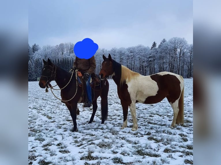 Trotteur allemand Jument 18 Ans 160 cm Bai in Wehr