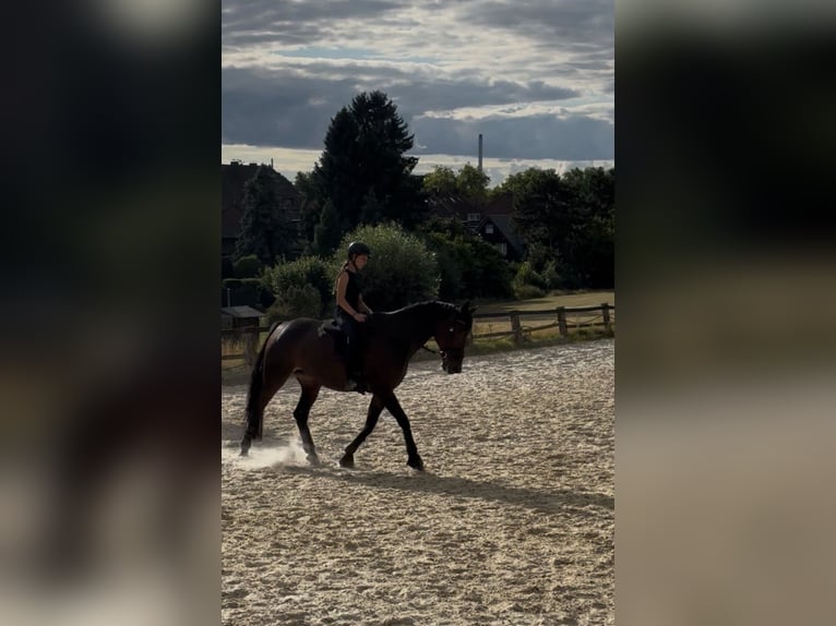 Trotteur allemand Jument 18 Ans 172 cm Bai brun in Herne