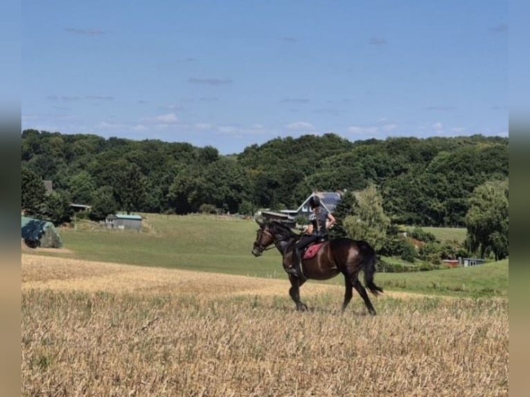 Trotteur allemand Jument 18 Ans 172 cm Bai brun in Herne