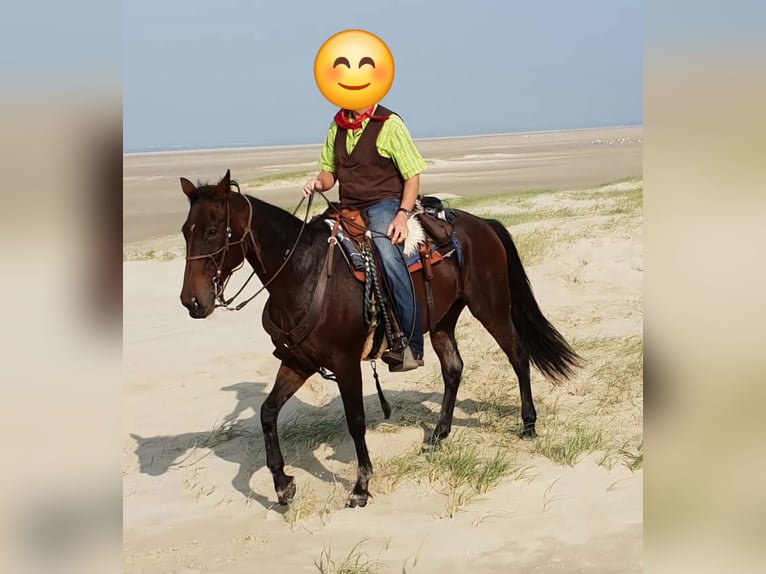 Trotteur allemand Jument 19 Ans 160 cm Bai in Wehr