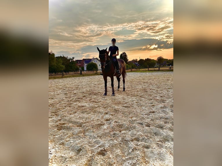 Trotteur allemand Jument 19 Ans 172 cm Bai brun in Herne