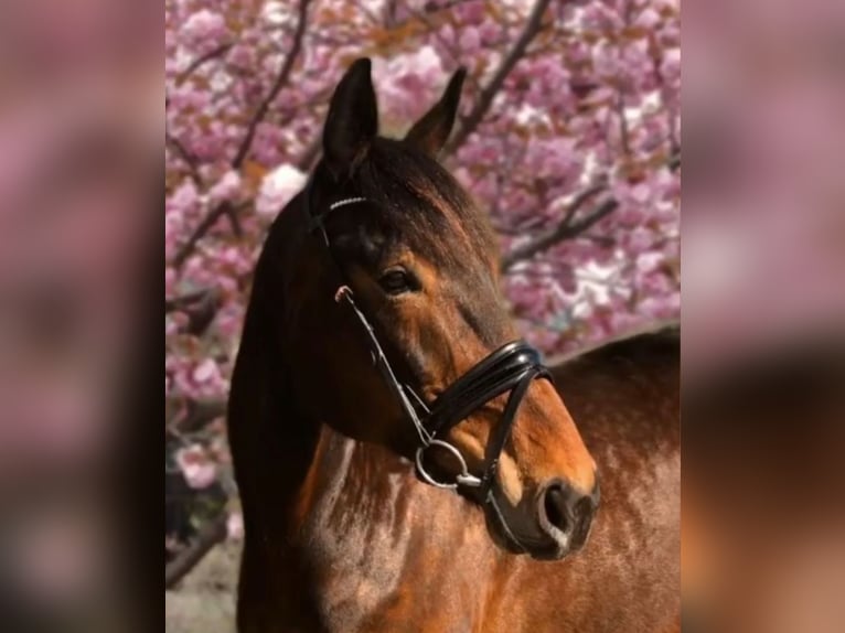 Trotteur allemand Jument 19 Ans 172 cm Bai brun in Herne