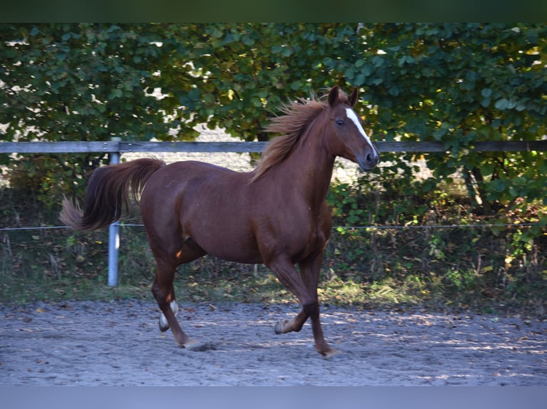 Trotteur allemand Jument 20 Ans 156 cm Alezan in Altomünster