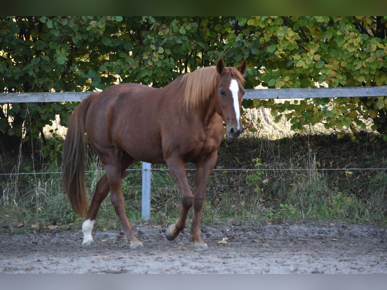 Trotteur allemand Jument 20 Ans 156 cm Alezan in Altomünster