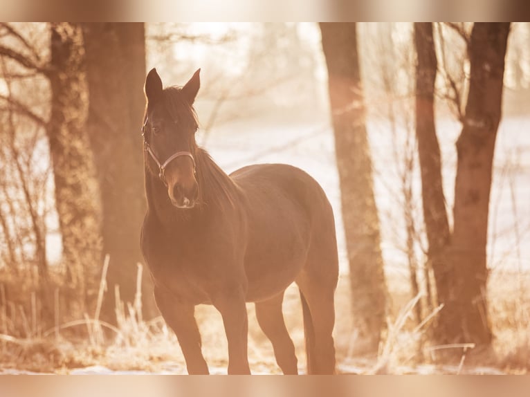 Trotteur allemand Jument 21 Ans 160 cm Bai in Baierbach