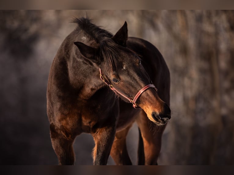 Trotteur allemand Jument 21 Ans 160 cm Bai in Baierbach