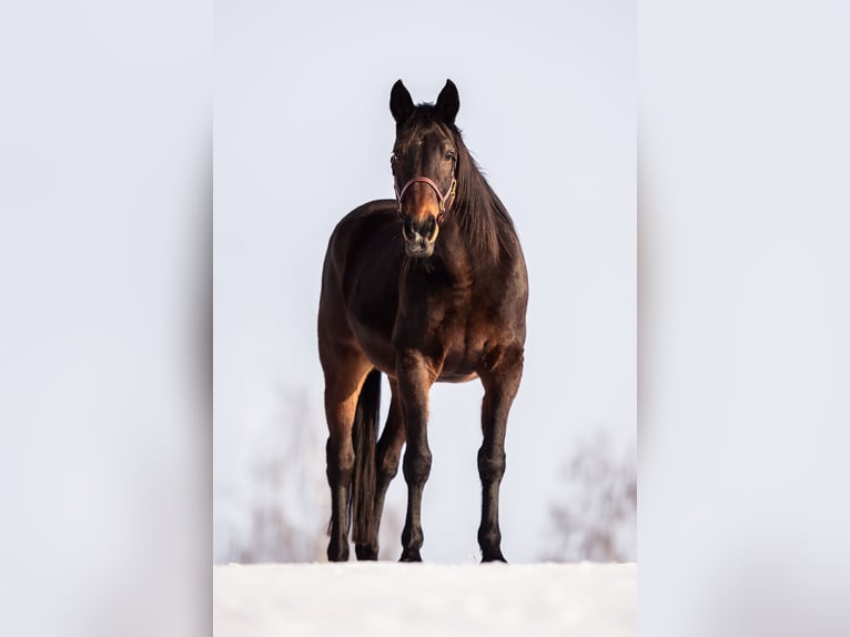 Trotteur allemand Jument 21 Ans 160 cm Bai in Baierbach