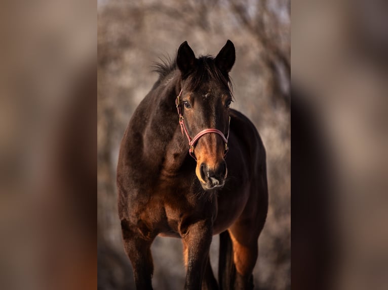 Trotteur allemand Jument 21 Ans 160 cm Bai in Baierbach