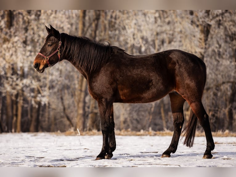 Trotteur allemand Jument 21 Ans 160 cm Bai in Baierbach