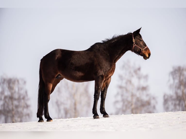 Trotteur allemand Jument 21 Ans 160 cm Bai in Baierbach