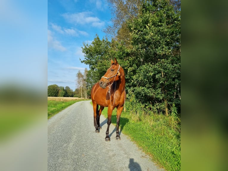 Trotteur allemand Jument 21 Ans 160 cm Bai in Vollersode
