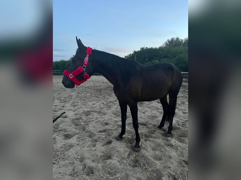 Trotteur allemand Jument 3 Ans 160 cm Bai brun in Kiskunf&#xE9;legyh&#xE1;za