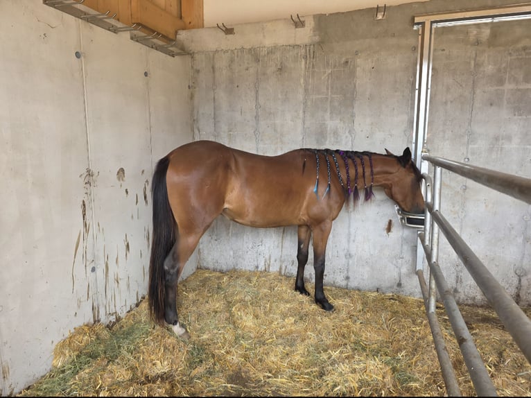 Trotteur allemand Jument 3 Ans Bai in Innsbruck