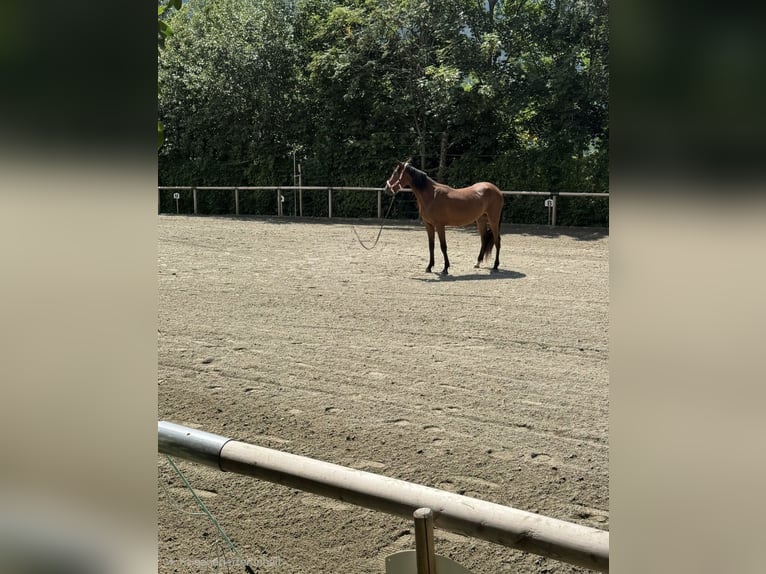 Trotteur allemand Jument 3 Ans Bai in Innsbruck