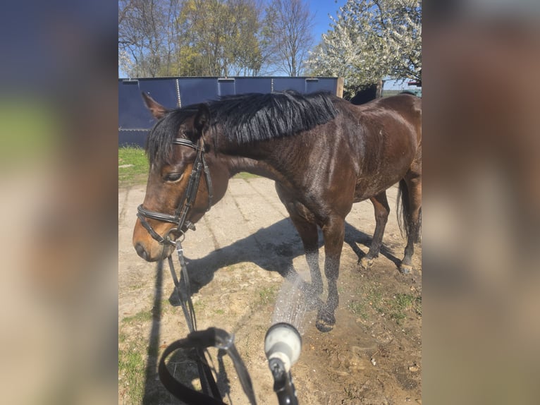 Trotteur allemand Jument 4 Ans 152 cm Bai in Banzkow