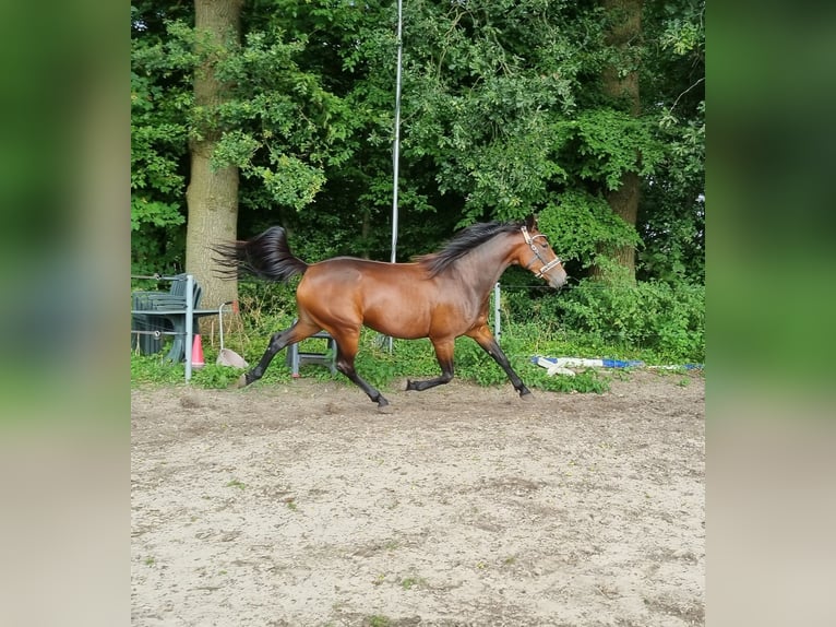 Trotteur allemand Jument 4 Ans 158 cm Bai in Heek