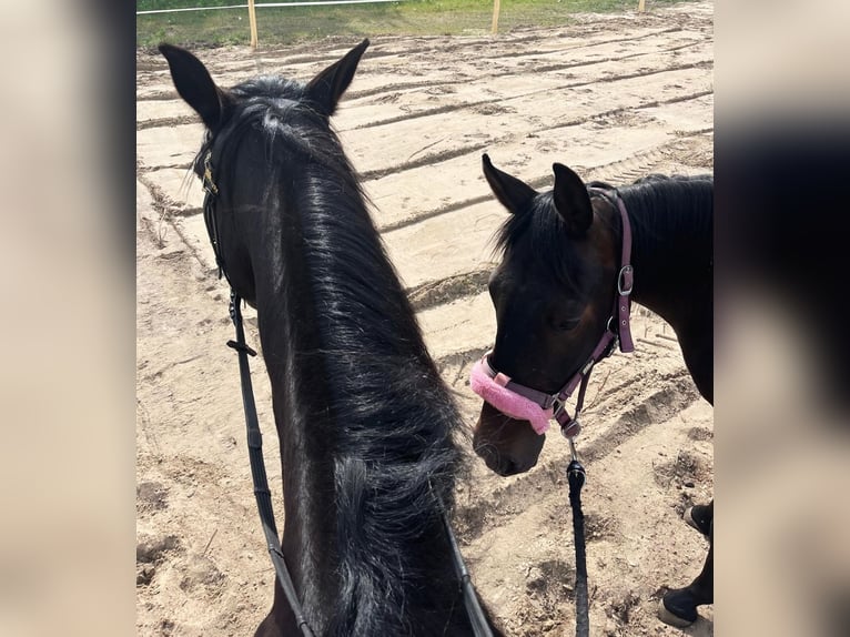 Trotteur allemand Jument 4 Ans 160 cm Bai brun in Kiskunfélegyháza