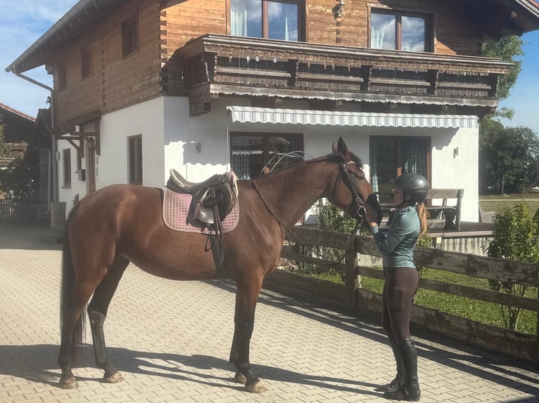 Trotteur allemand Jument 4 Ans 162 cm Bai in Bruckmühl