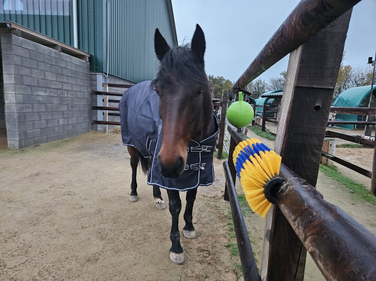 Trotteur allemand Jument 5 Ans 155 cm Bai brun in Titz