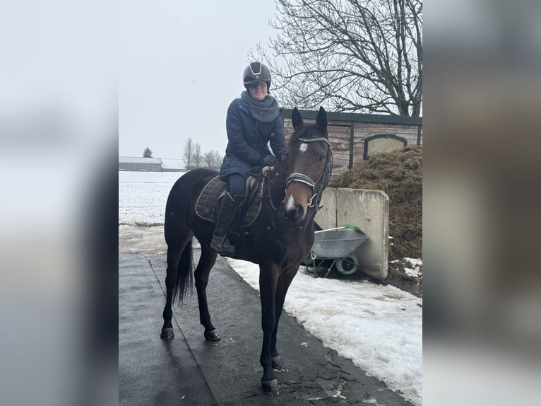 Trotteur allemand Jument 5 Ans 158 cm Bai in Bruckmühl