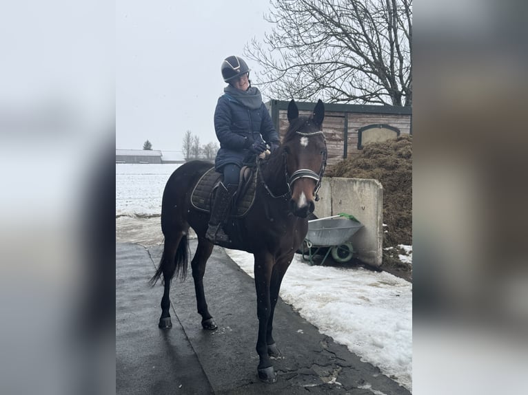 Trotteur allemand Jument 5 Ans 158 cm Bai in Bruckmühl