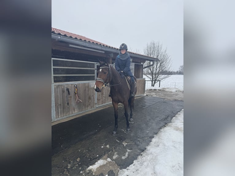 Trotteur allemand Jument 5 Ans 158 cm Bai in Bruckmühl