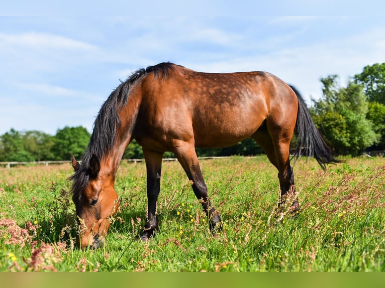 Trotteur allemand Jument 5 Ans 160 cm Bai in Kellinghusen